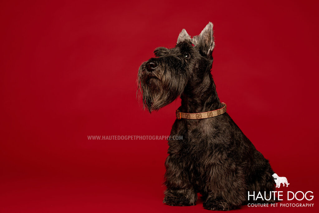 Schnauzer wearing a Gucci dog collar on a red background.
