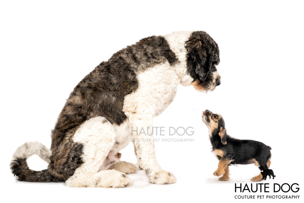 Large Saint Bernard doodle puppy looks down at a small terrier mix puppy.