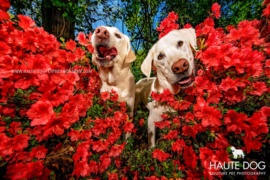Two cream Labrador dogs stick their heads out of red hibiscus bushes with goofy expressions.