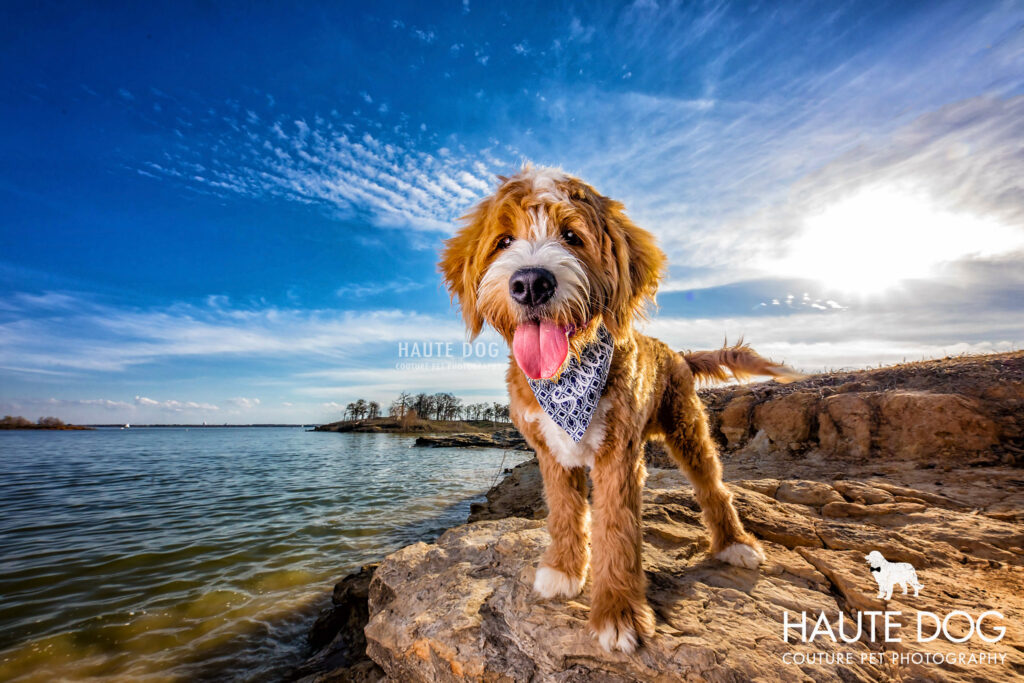 Happy doodle puppy on the edge of Grapevine Lake in Flower Mound.