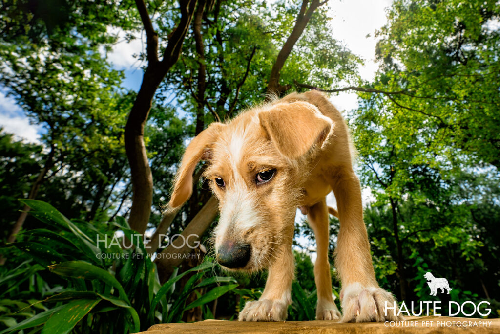 Puppy peers down from a ledge at the Grapevine Botanical Gardens.