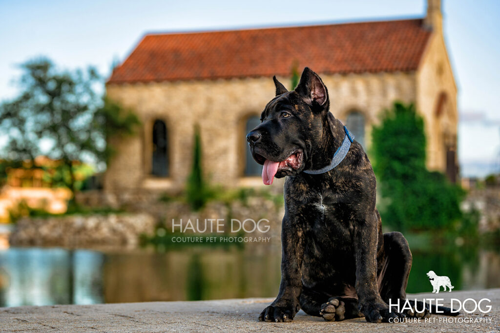 Cane Corso puppy sitting in front of the chapel at Adriatica Village in McKinney, TX.