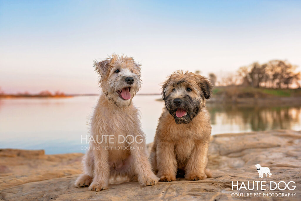 Wheaten Terrier puppies sitting on the edge of Grapevine Lake at Murrell Park.