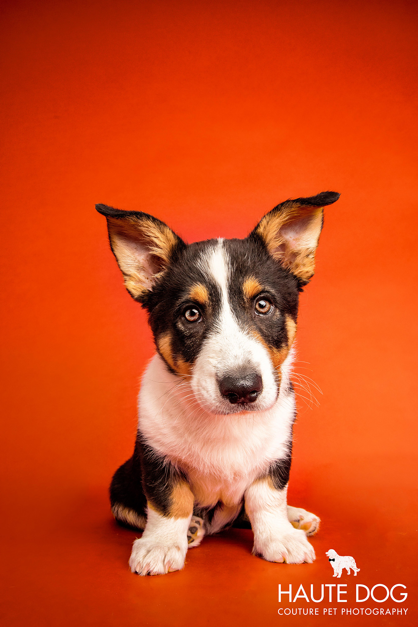 Tricolor Corgi puppy with big ears sits on an orange background looking innocent at Haute Dog Pet Photography studio.
