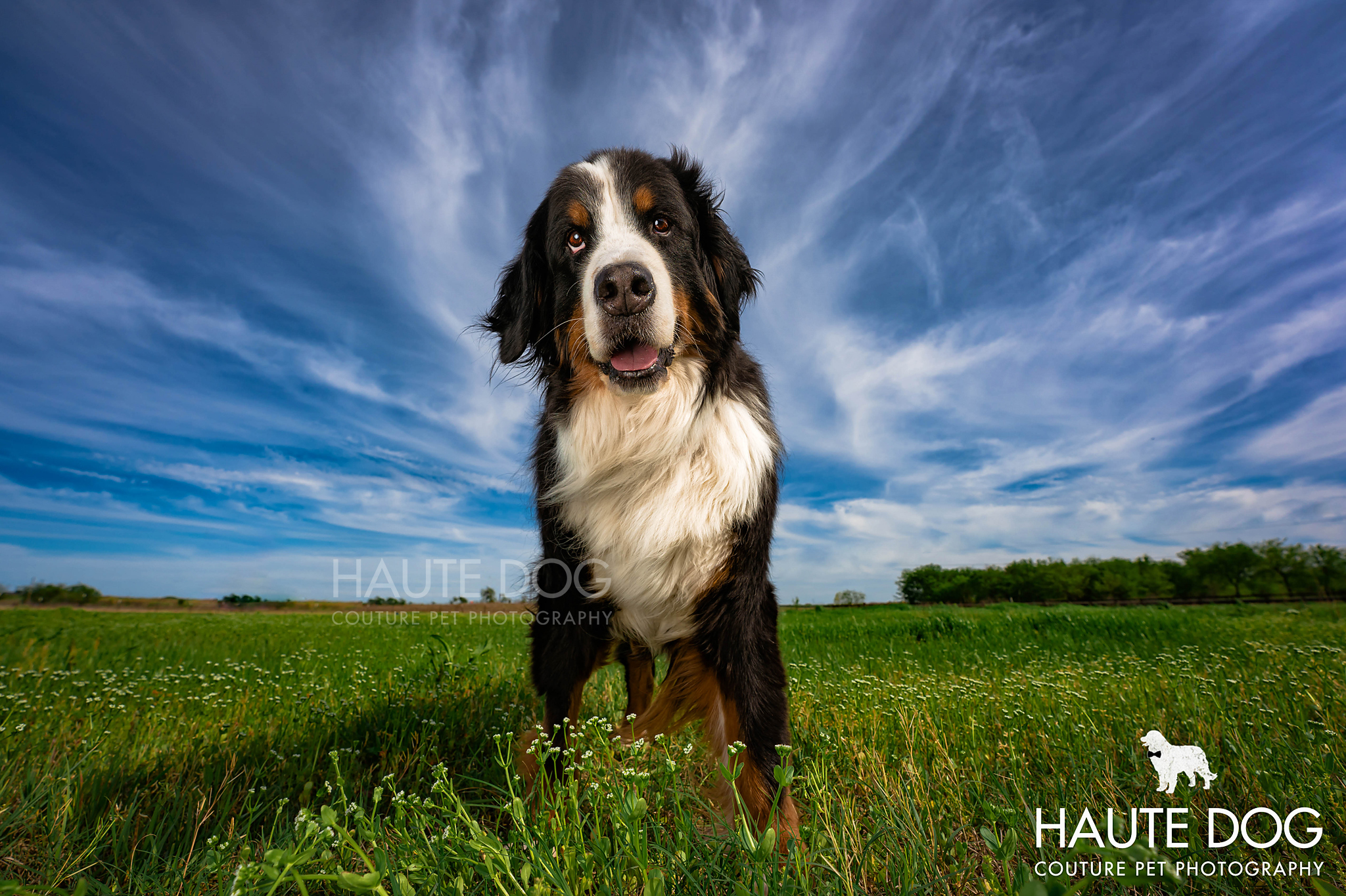 Bernese Mountain Dog stands proudly in a green grass field under a blue sky with clouds.