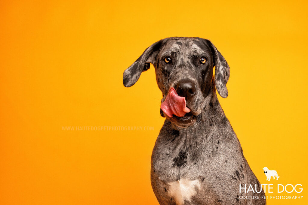 Merle Great Dane licks her lips on a yellow photo backdrop.