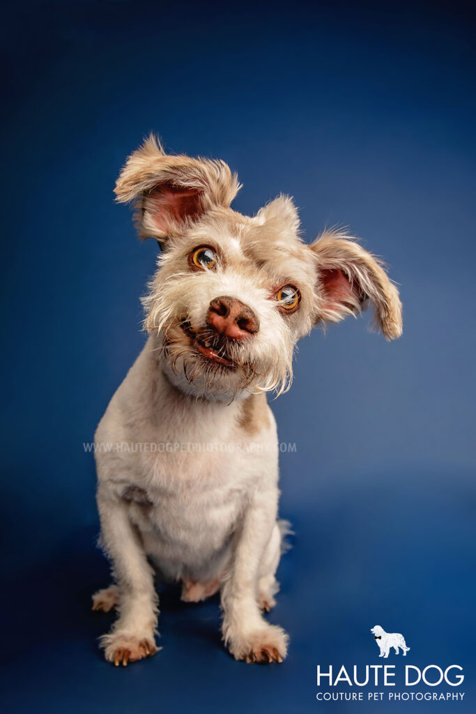 Small terrier smiles at the camera on a blue backdrop.