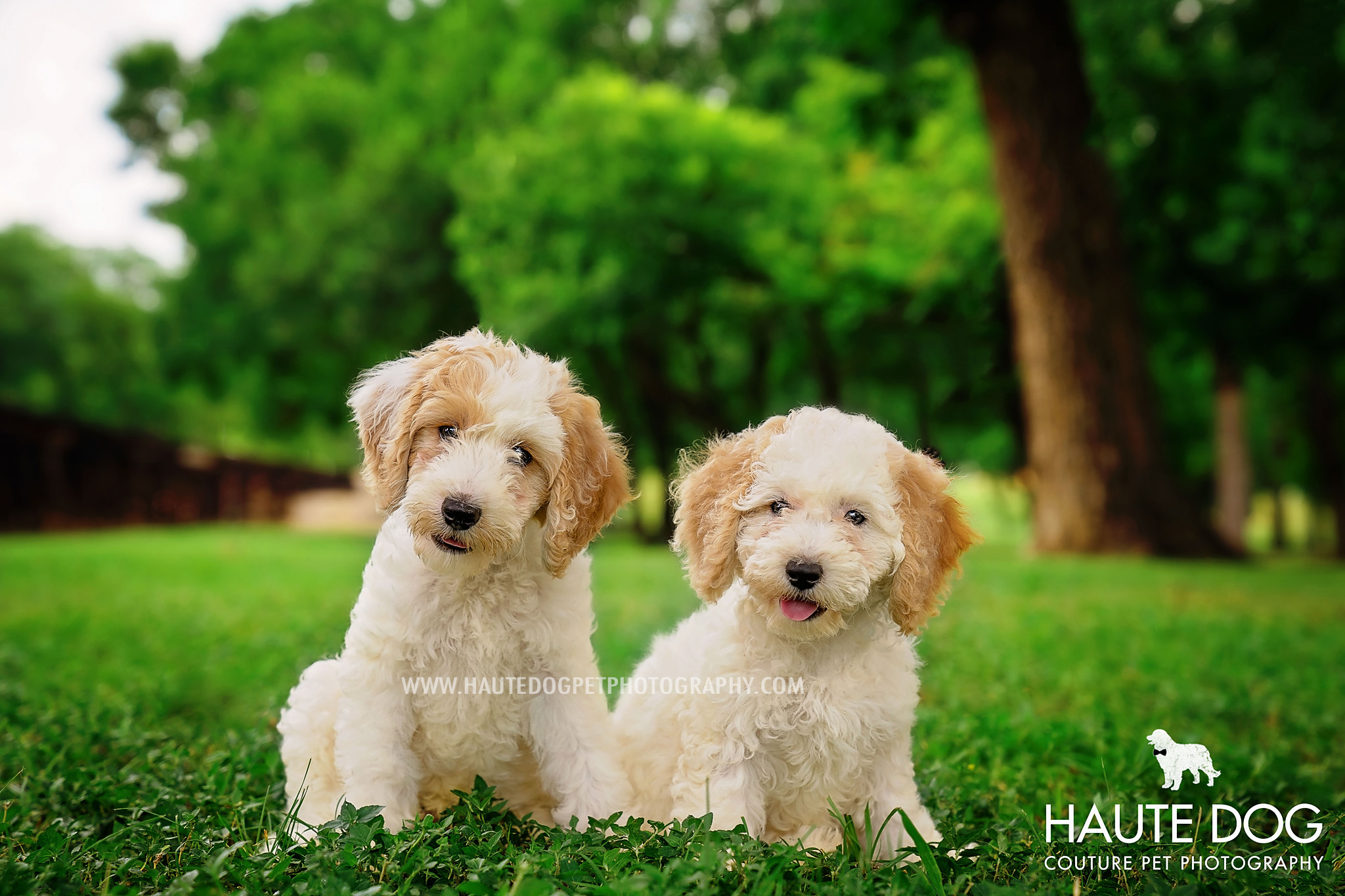 Two curly doodle puppies sit in the grass with inquisitive expressions.