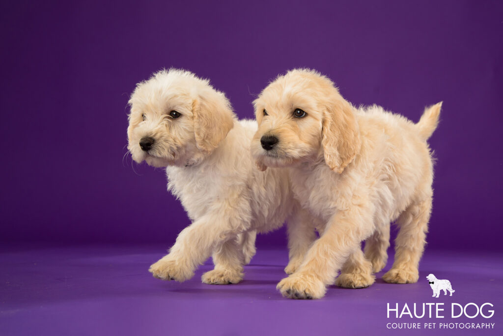 Two cream doodle puppies walk in unison on a purple backdrop.