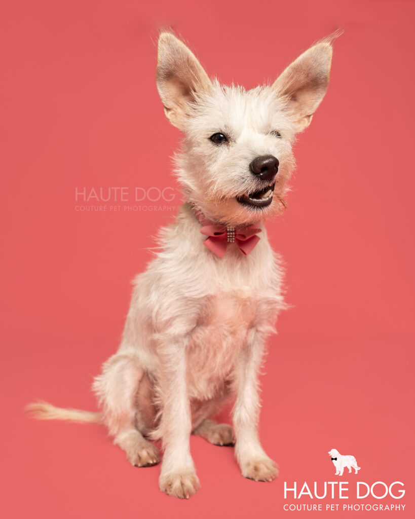 Small white terrier makes a funny face at the camera on a pink backdrop.