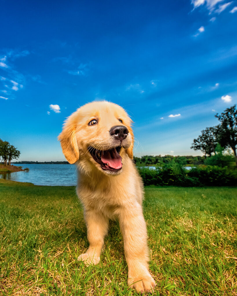 Golden Retriever puppy smiles on the side of Lake Lewisville.