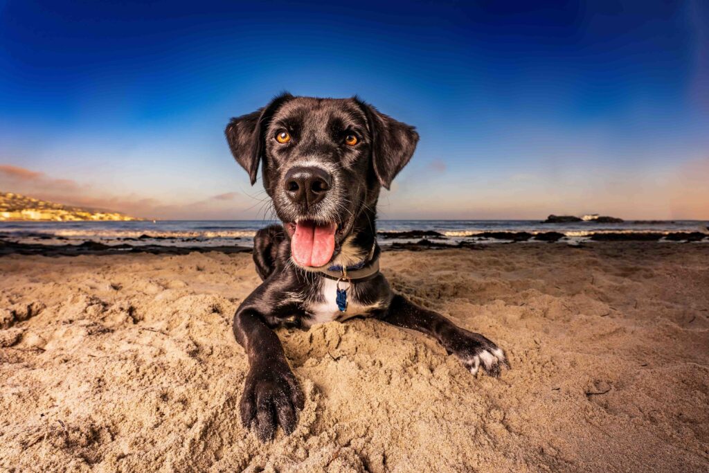Black and white dog lays on a sandy beach with a big smile on his face.