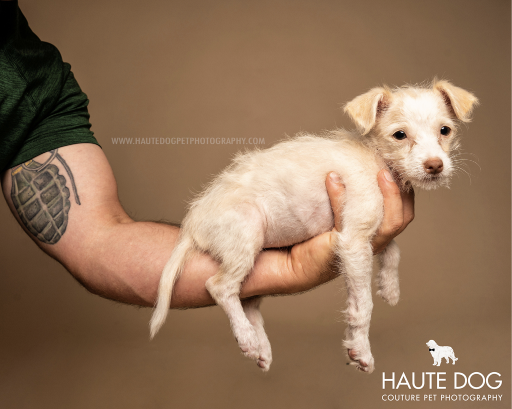 Man with tattoo on his arm holds a small doodle puppy for a portrait on a brown background.