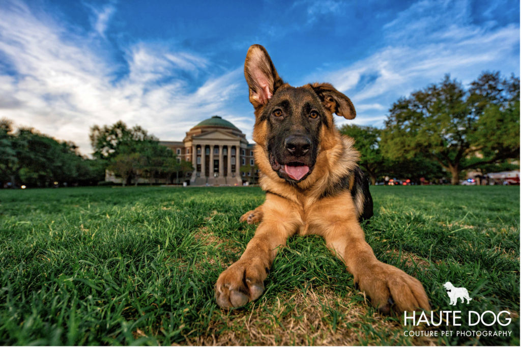 German Shepherd puppy with one ear up and one ear down lays in front of the buildings at SMU in Dallas, TX.