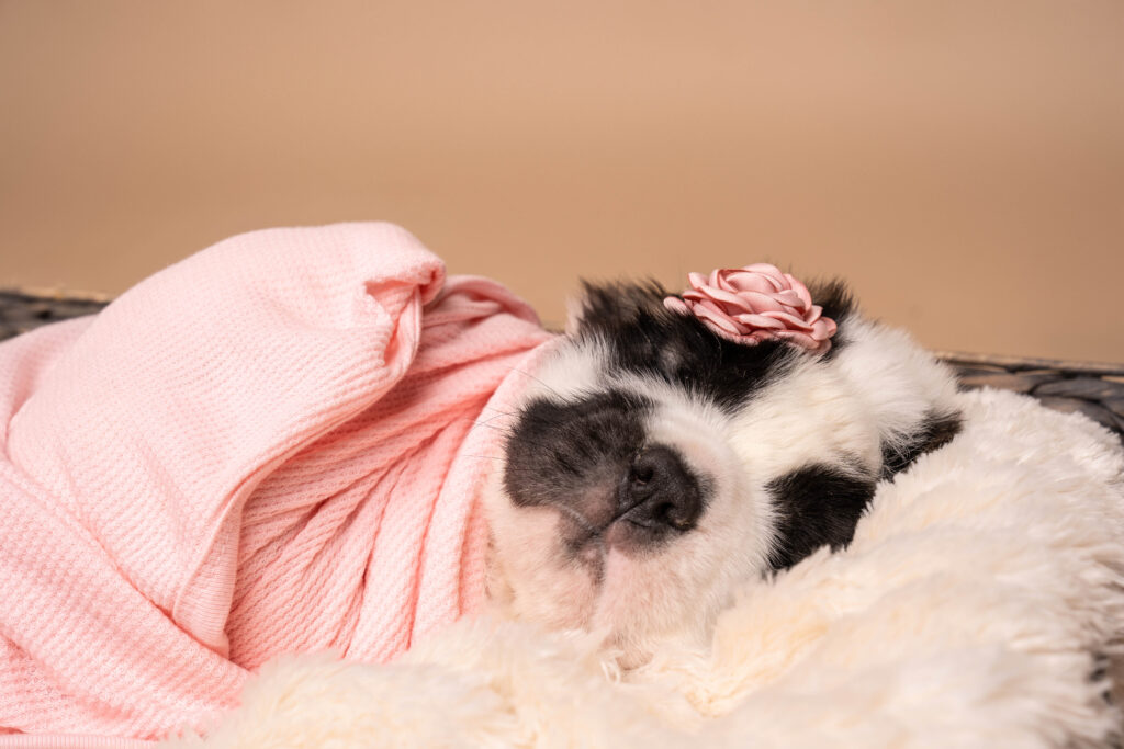 Saint Bernard puppy swaddled in a pink blanket with a pink flower on her head naps on a fuzzy blanket.