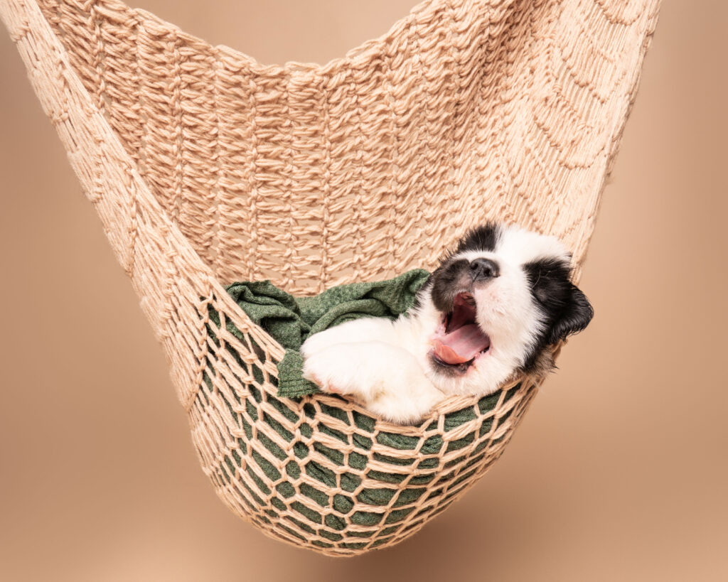 Saint Bernard puppy yawns while laying in a hammock, swaddled in a green wrap.