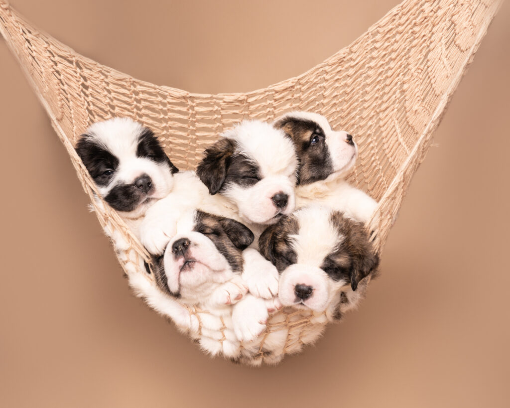 Five Saint Bernard puppies sleep in a hammock.