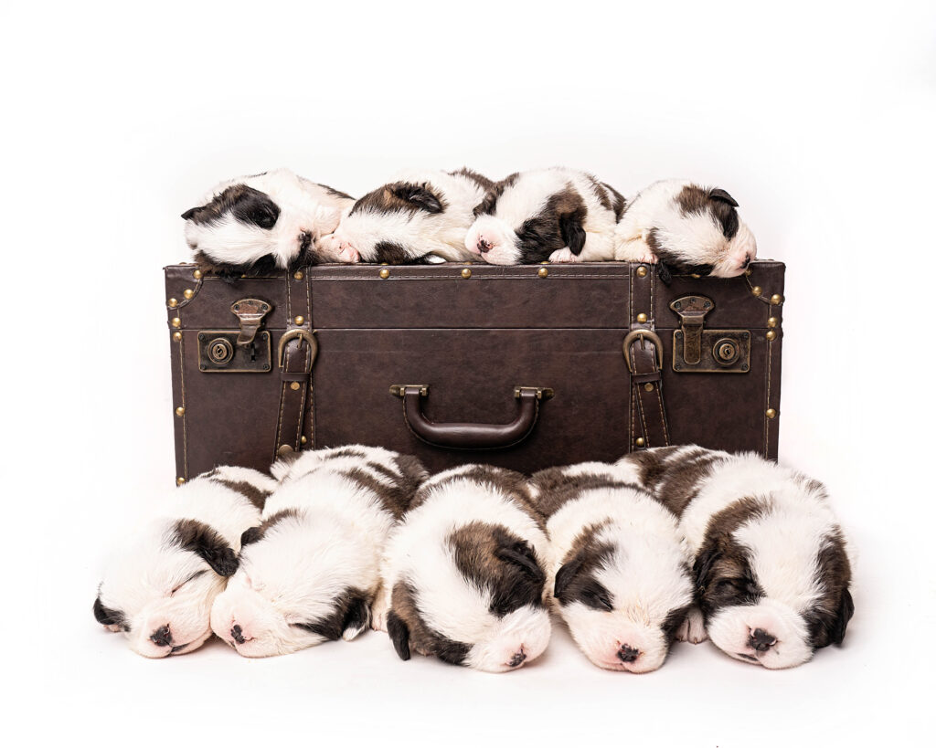 Saint Bernard puppies sleeping on and in front of a brown leather steamer trunk.