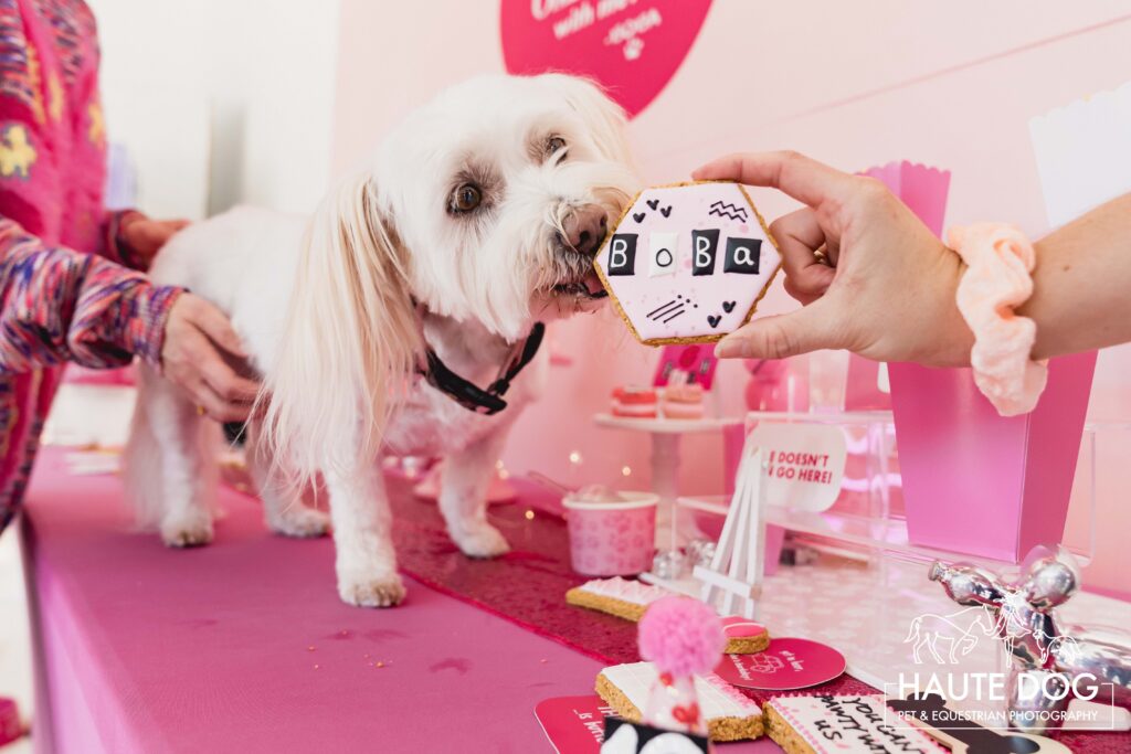 Maltese mix dog licks a birthday cookie at a party designed by The Barkday Planner and photographed by Haute Dog Pet Photography.