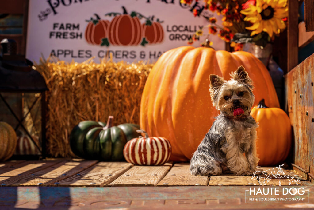 Small Yorkie poses at a pumpkin patch.