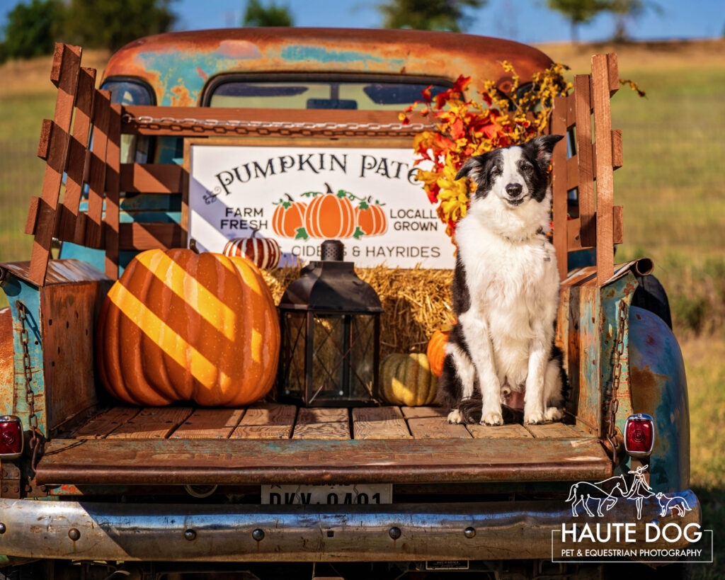 A Border Collie sits in a vintage truck at a pumpkin patch.