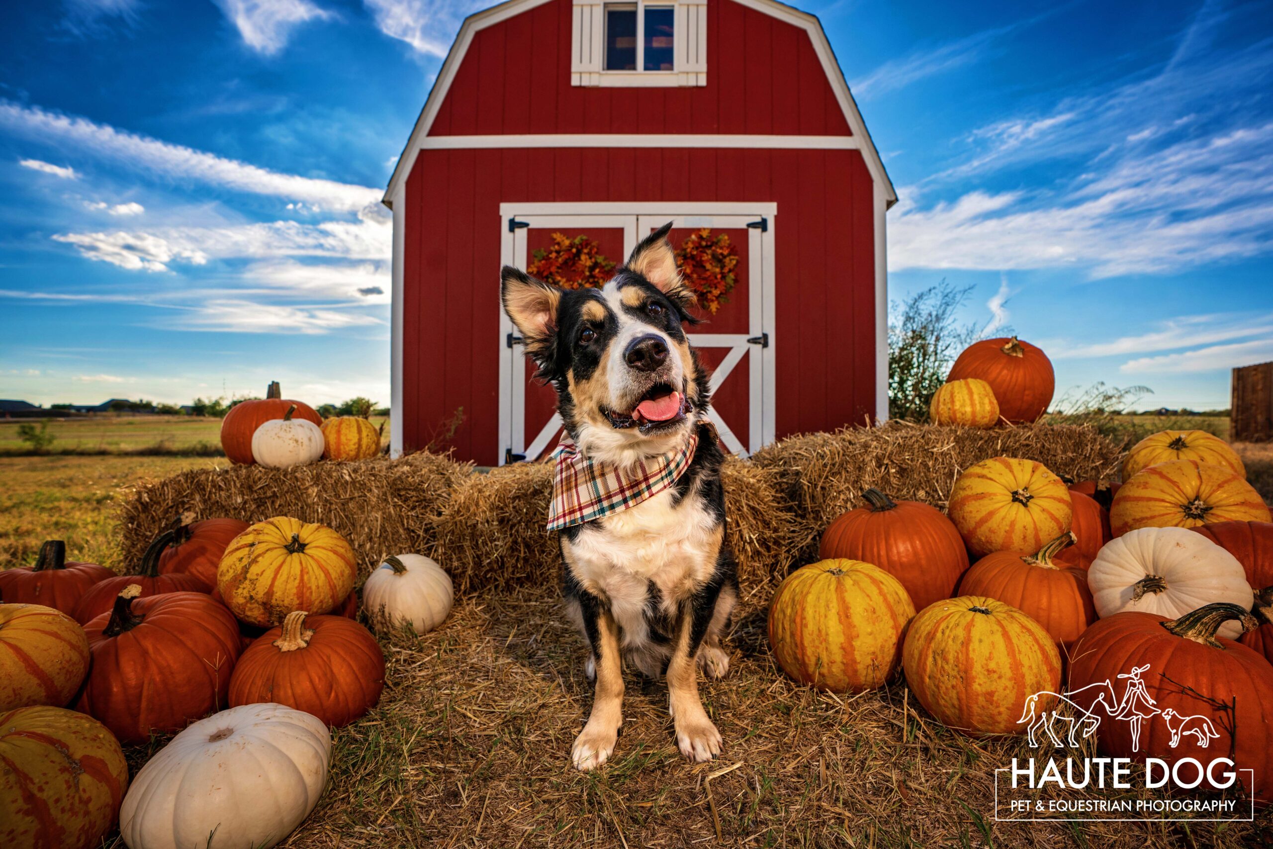 A tricolored dog sits in front of a red barn surrounded by pumpkins.