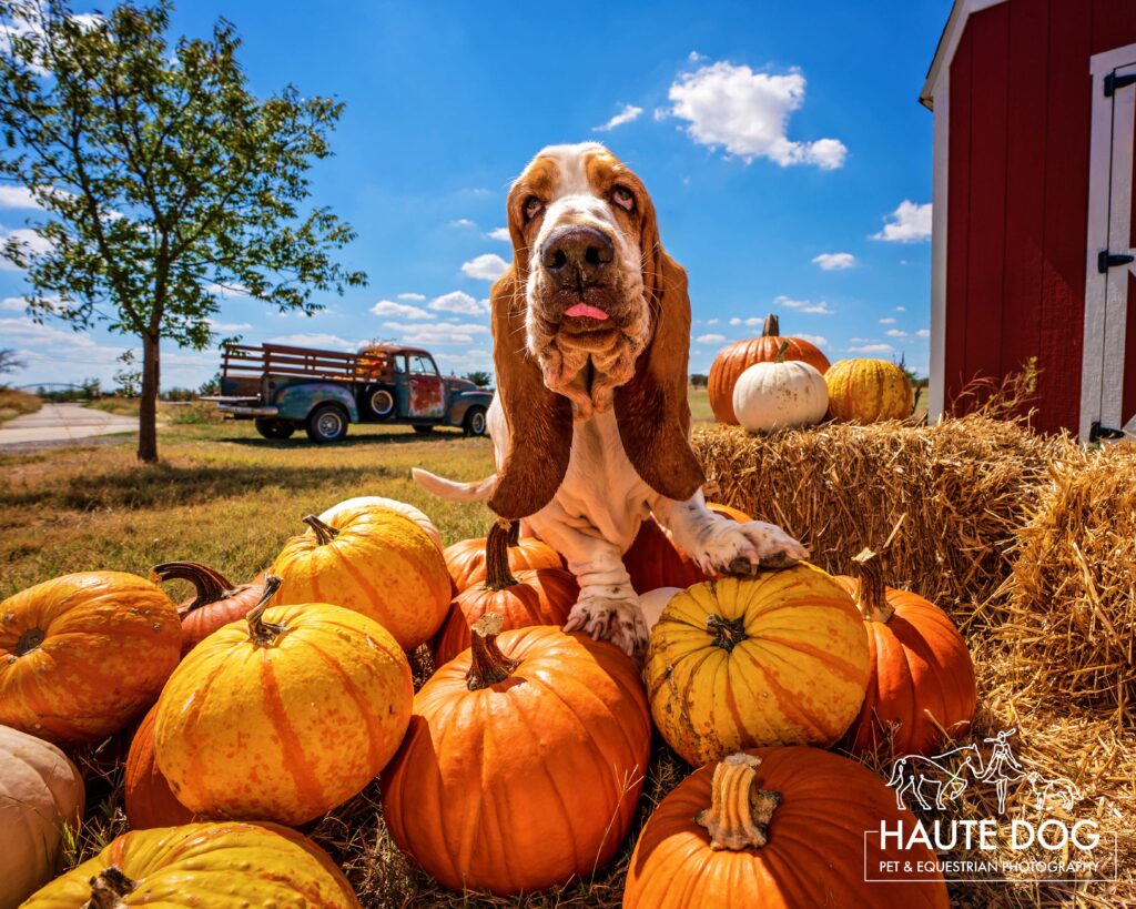 A Basset Hound stands on top of pumpkins sticking his tongue out with a vintage truck in the background.