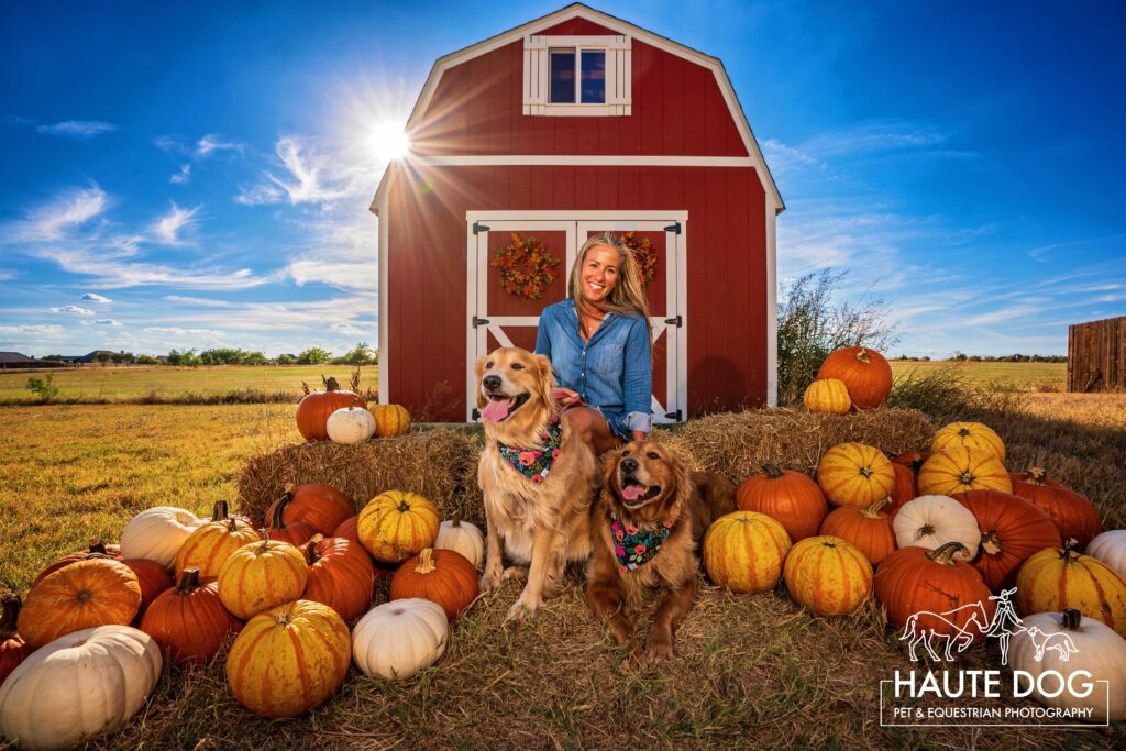 A blonde woman sits in front of a red barn with two Golden Retrievers in a pumpkin patch.