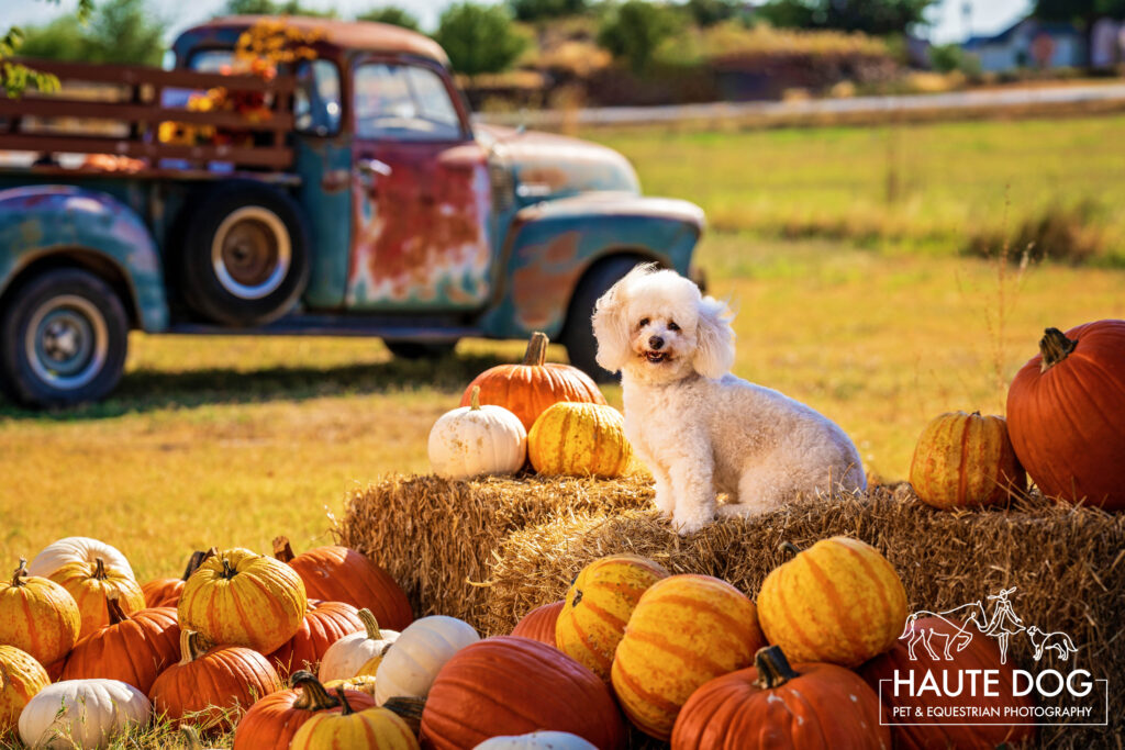 A small white poodle poses on hay bales surrounded by a pumpkin patch with a vintage truck in the background.
