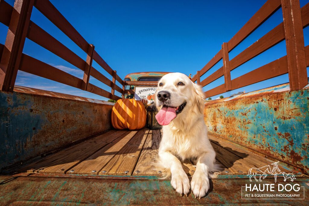 An English Cream Golden Retriever lays in the bed of a vintage truck with pumpkins.