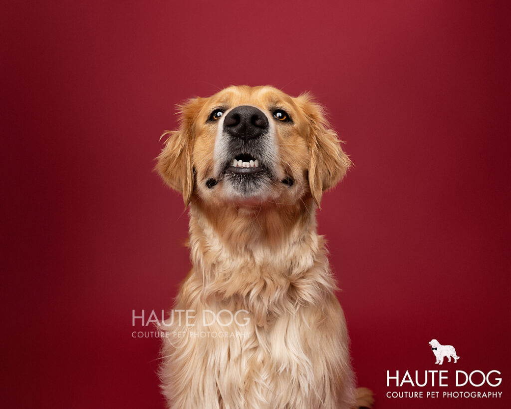 Golden Retriever on a red backdrop shows its teeth for National Pet Dental Health Month in February.