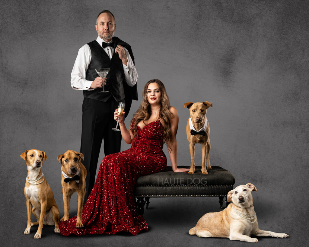 Pet parents wearing formal attire pose with their four brown dogs in a formal pet portrait.