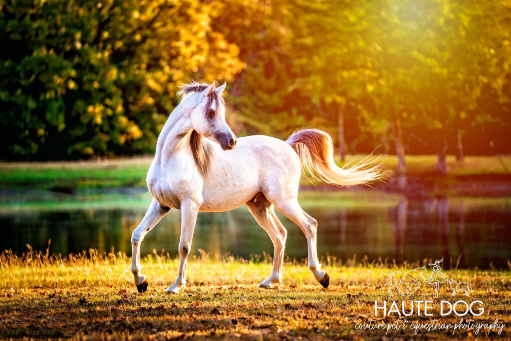 Young gray Arabian horse prances in the golden sunlight.