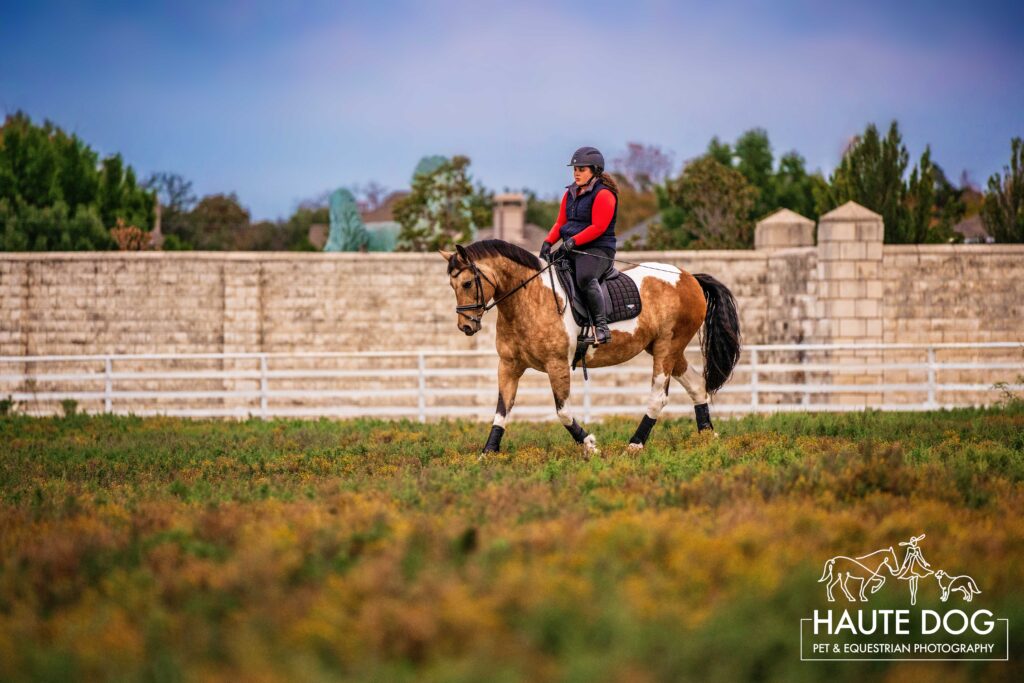 Equestrian rides dressage on her Georgian Grande Friesian horse in a field of flowers in Bartonville, TX.