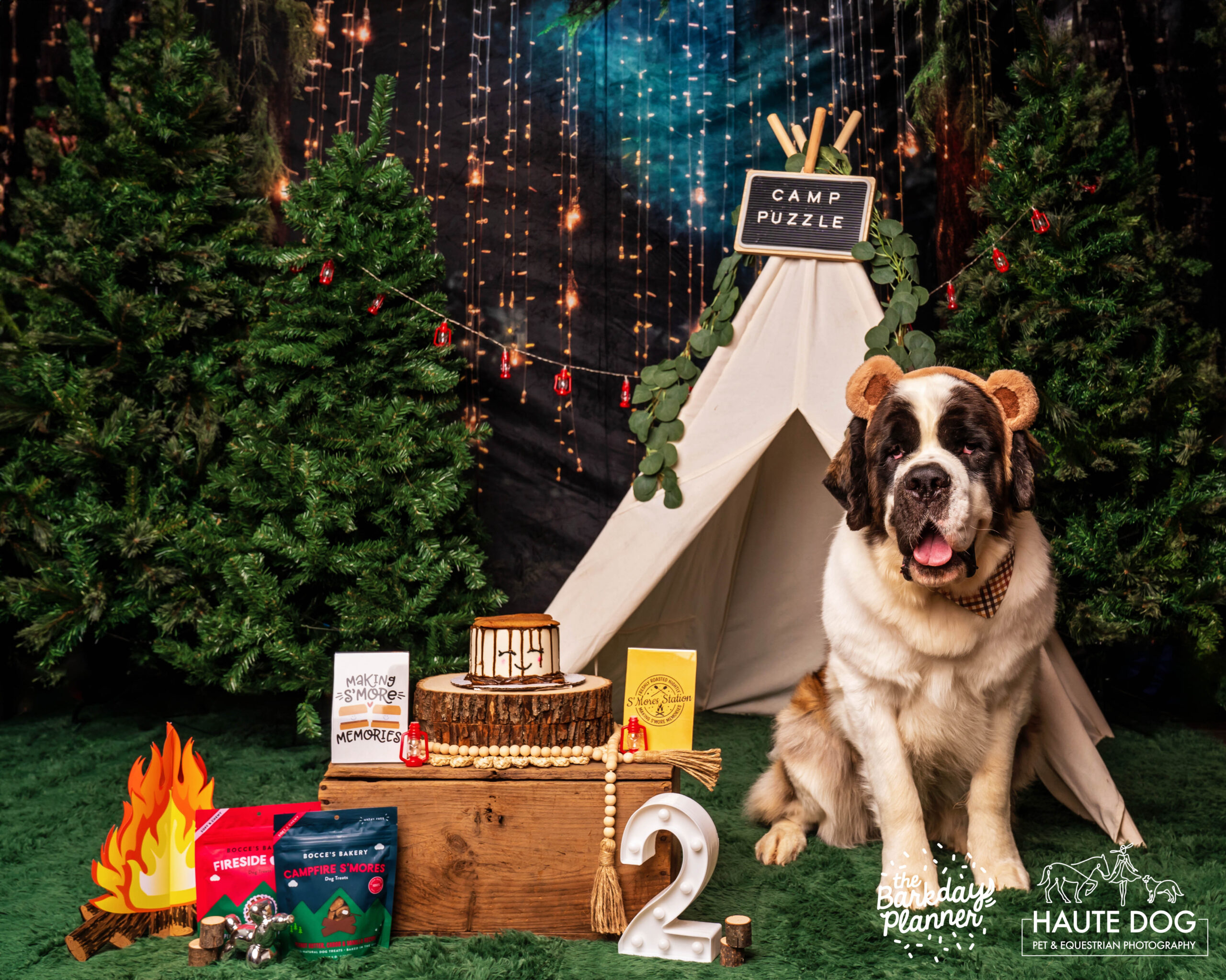 Camping birthday photoshoot for Saint Bernard dog