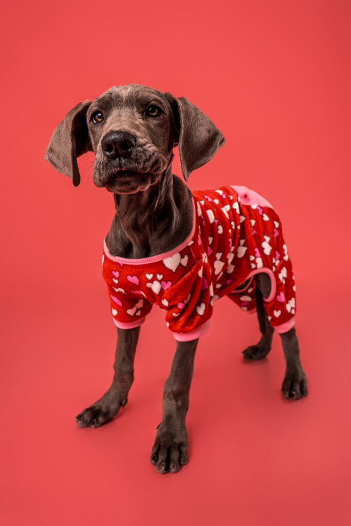 Blue Great Dane puppy wearing pink and red Valentine's pajamas, photographed on a pink backdrop.