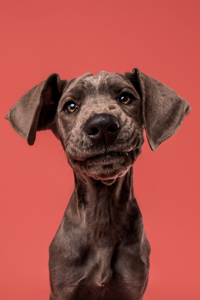 Blue Great Dane puppy makes a silly face with her lips.