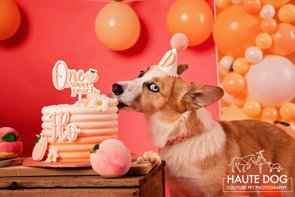 Corgi with blue eye licks a peach-colored cake during a dog birthday photoshoot surrounded by balloons.