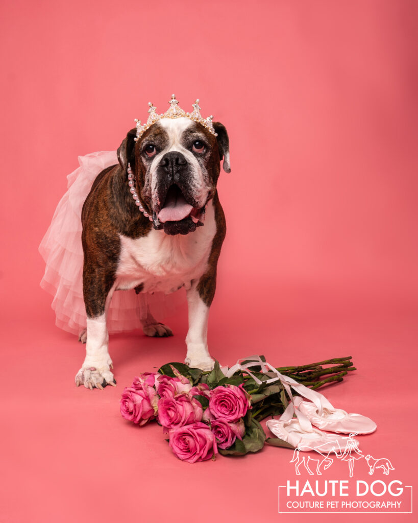 English Bulldog wearing a pink tutu, a pearl necklace, and a tiara photographed on a pink backdrop with pink roses.