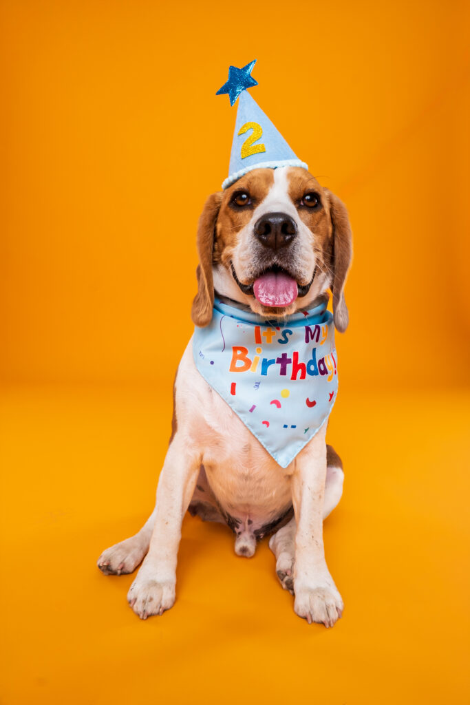 Beagle smiles on a yellow backdrop wearing a birthday hat and bandana.