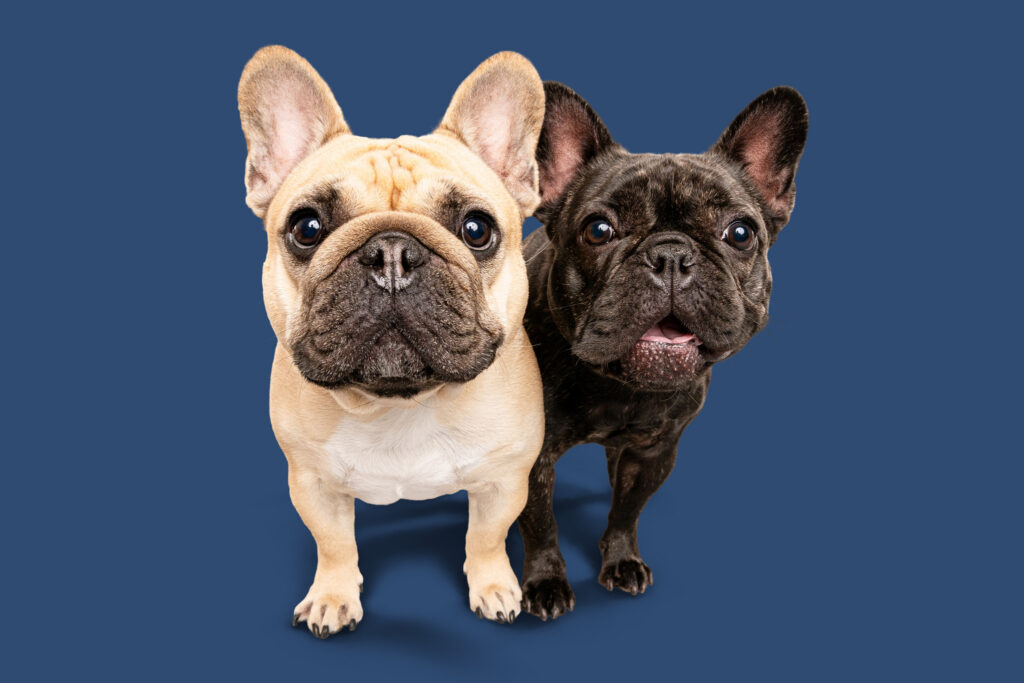 Two French Bulldogs maintain strong eye contact with the camera for a commercial photoshoot.