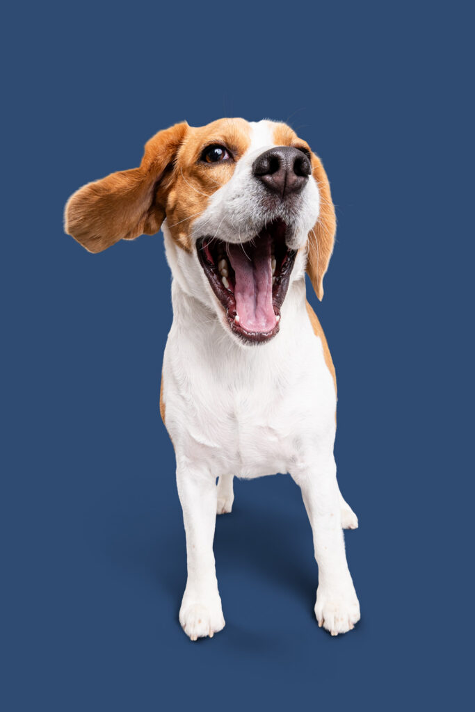 Beagle smiles on a blue backdrop during a commercial photoshoot.