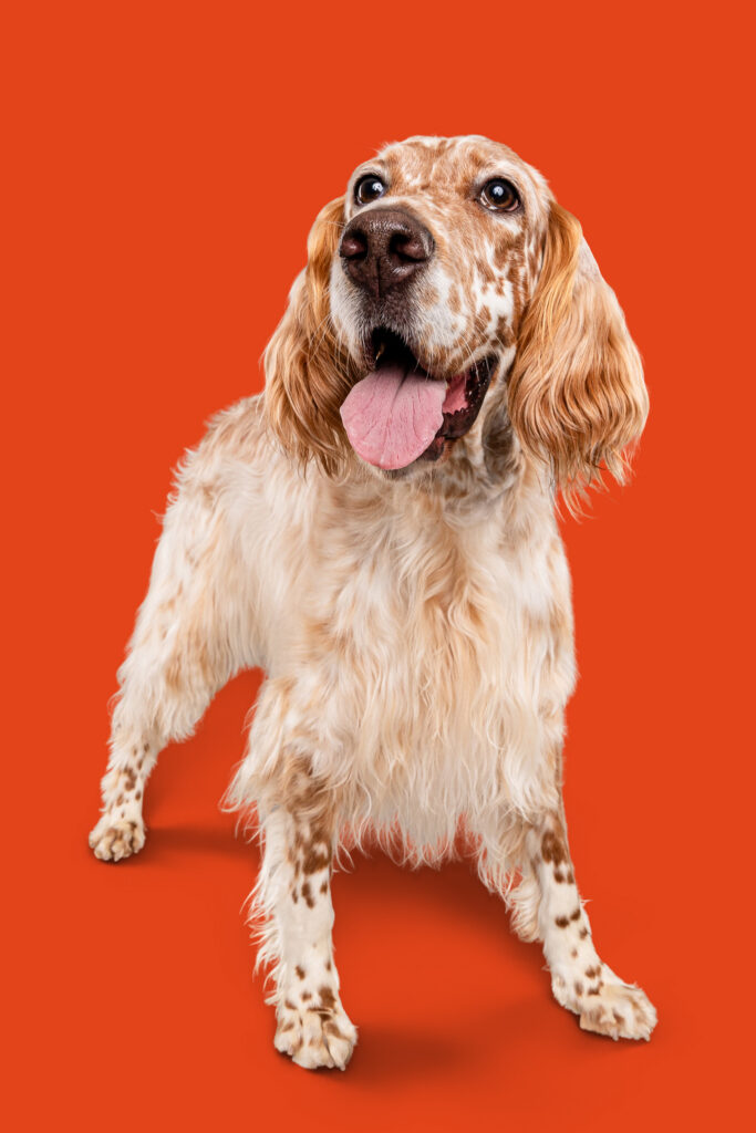 English Setter smiles upward at the camera on an orange backdrop.