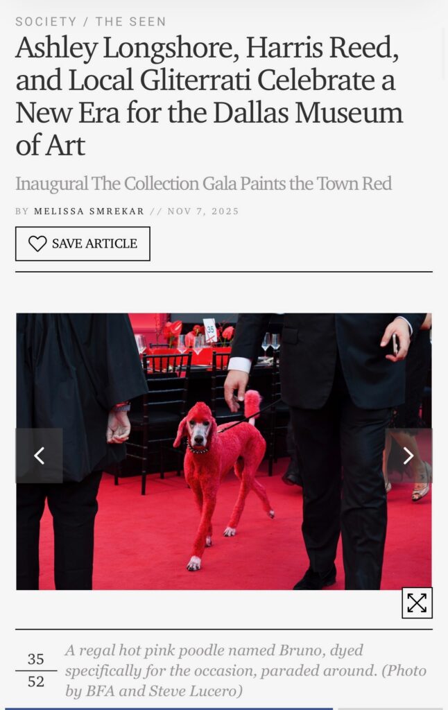 Standard Poodle dyed red struts the red carpet at Dallas Museum of Art event