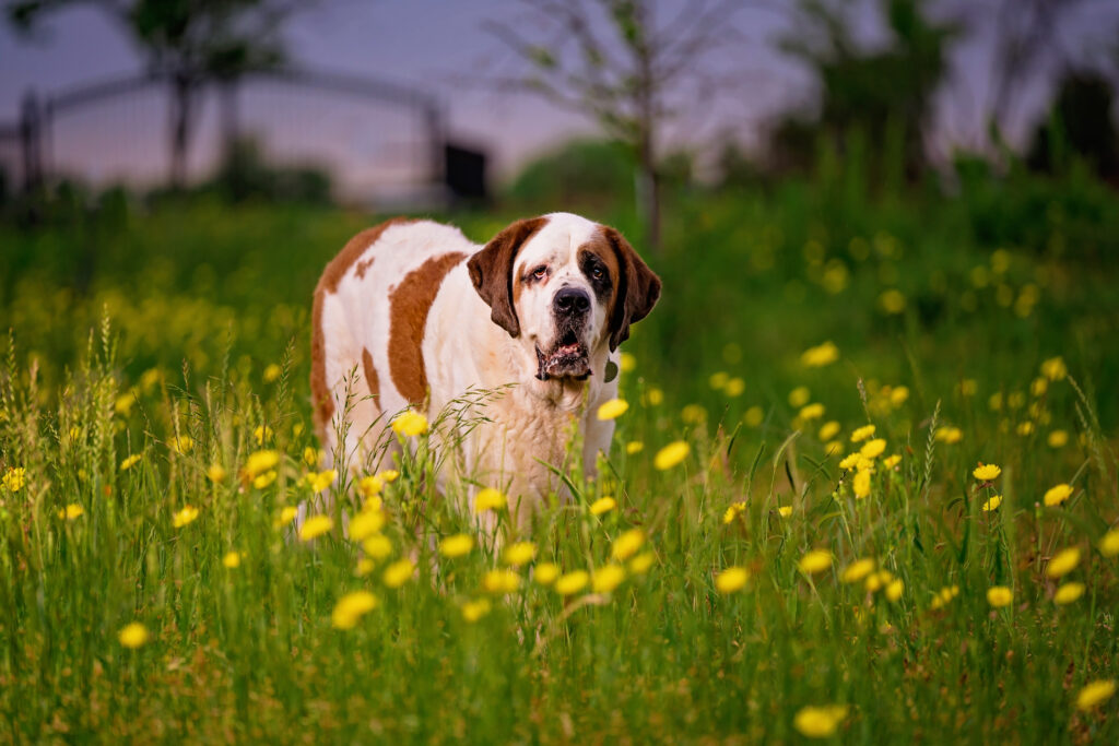 Saint Bernard walking through a field of yellow flowers.