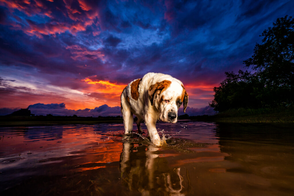 Saint Bernard walking through a giant puddle at sunset, reminiscent of the Rainbow Bridge.