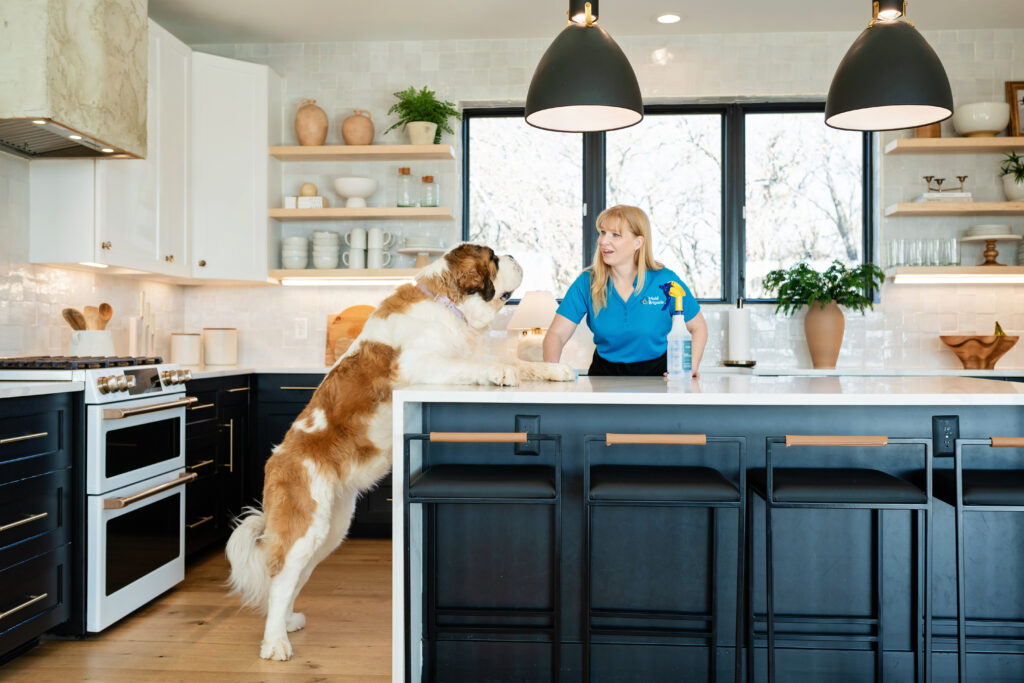 Saint Bernard standing on the counter smiling at the cleaning lady in a commercial dog model photoshoot.