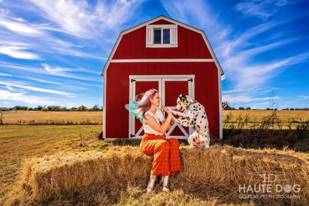 Woman with multicolor hair blowing in the wind sits on hay bales in front of a red barn high-fiving her Dalmatian.