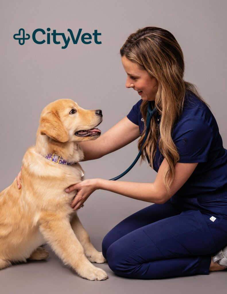 Female veterinarian sits on a gray backdrop holding a stethoscope to a Golden Retriever puppy during a commercial photoshoot.