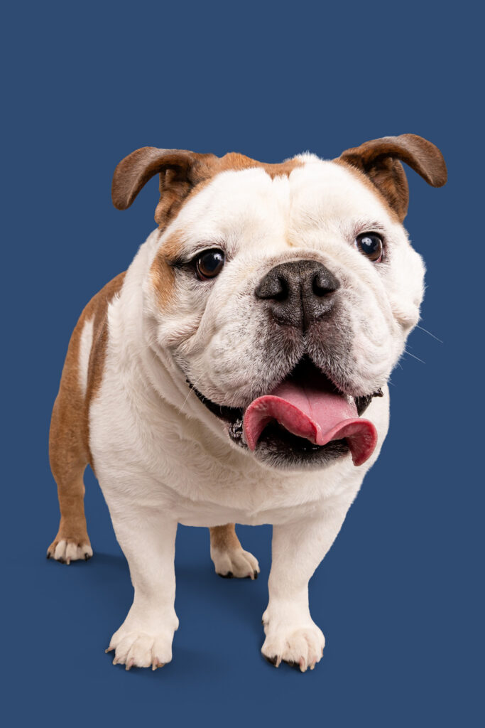 English Bulldog smiles at the camera on a blue backdrop with expressive eyes and ears.